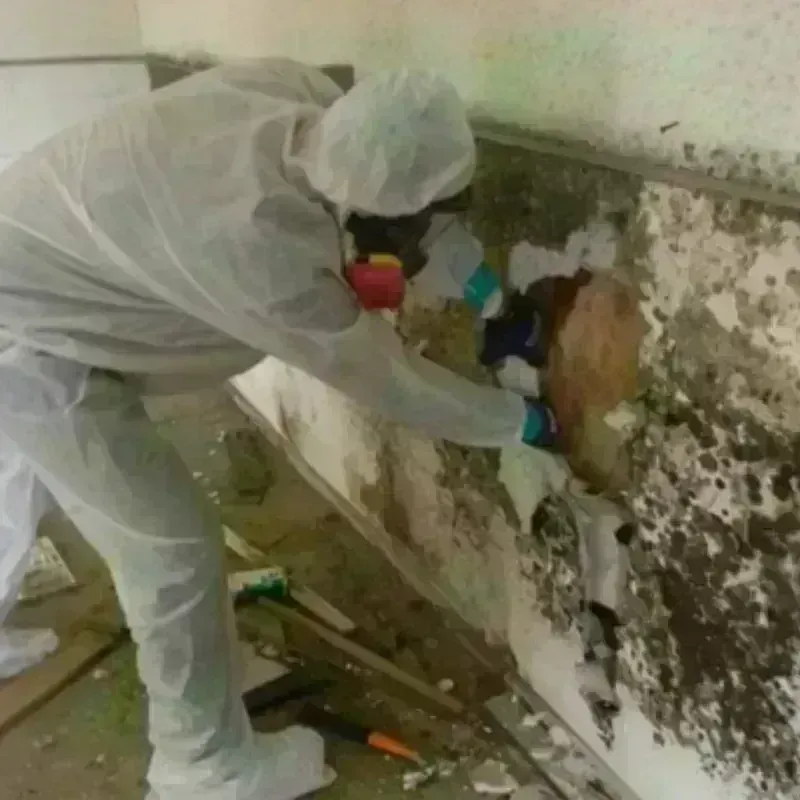 Mold Remediation and Removal in Campbell, CA